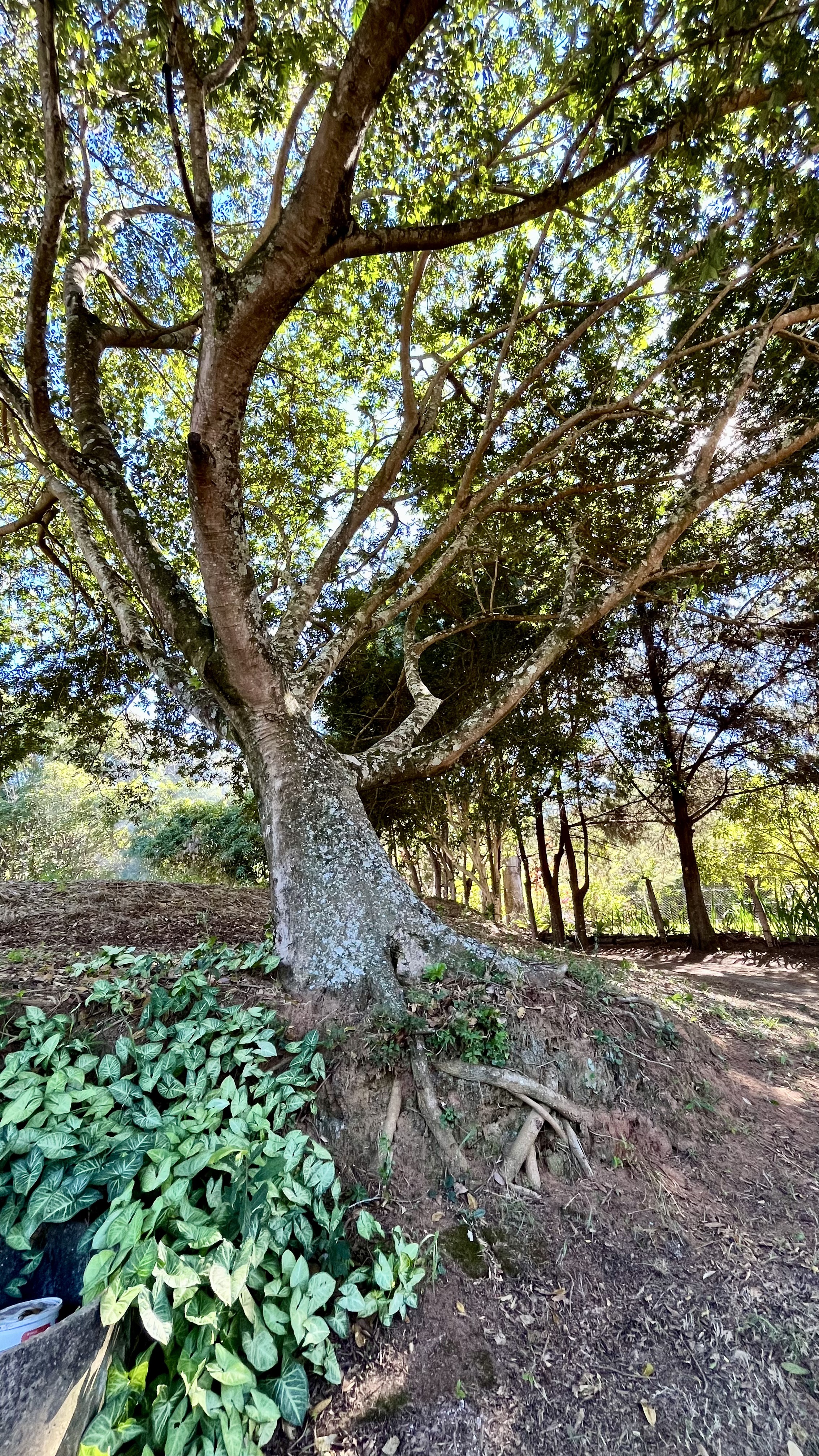 Pomar e montanhas no entorno